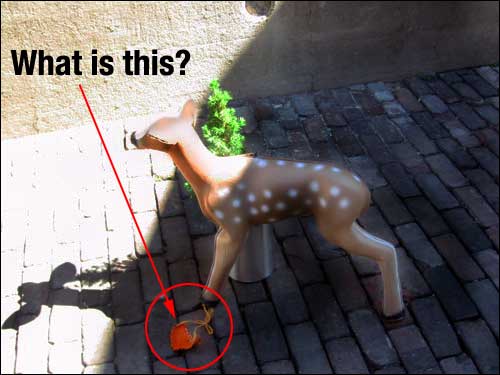 Bambi dropped her thong
